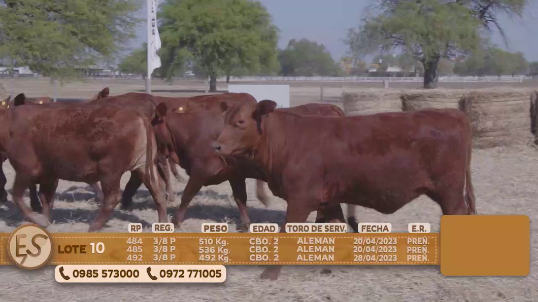Lote Hembras Preñadas