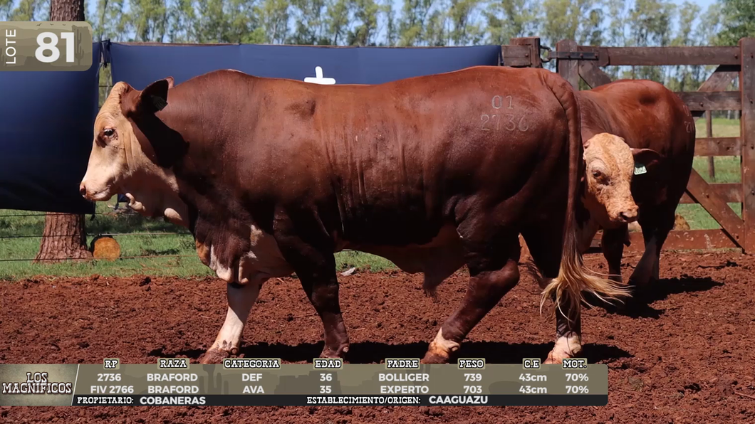 Lote LOTE 81