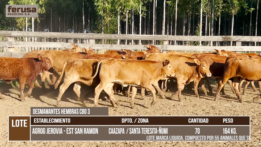 Lote LOTE 9