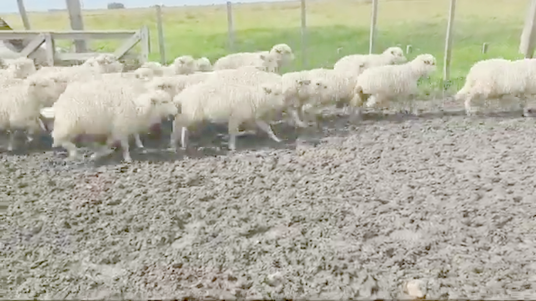 Lote 350 Corderas Merino Australiano