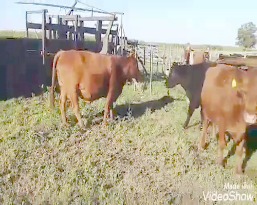 Lote 20 Vacas CUT preñadas en Benito Juárez, Buenos Aires