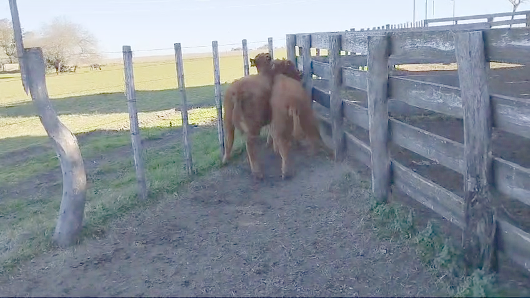 Lote 3 Terneras Limangus a remate en 11º Subasta - CAB  190kg -  en Paraje Polancos