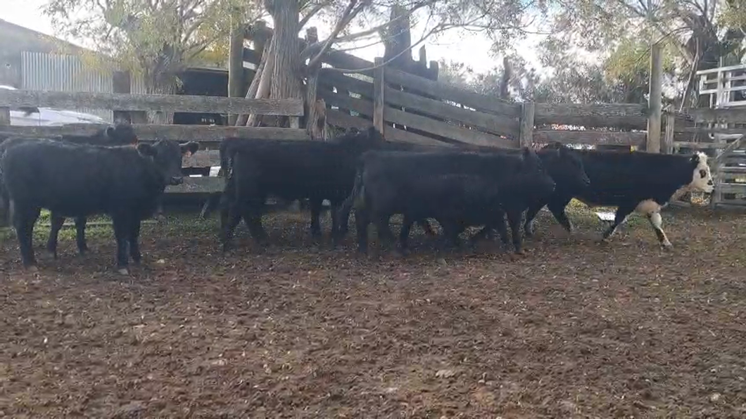 Lote NOVILLOS Y VAQUILLONAS 1a2 AÑOS