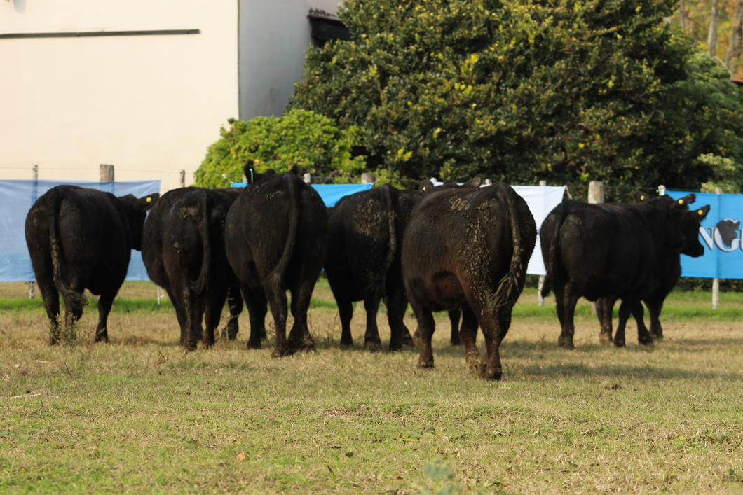 Lote CABAÑA “COEMBOTÁ” de Calderón: 10 VAQUILLAS MAS PREÑADAS