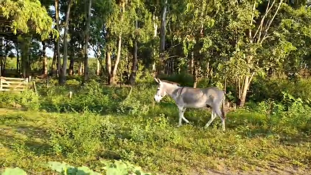 Lote Burro