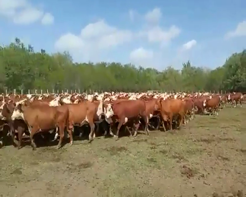 Lote 600 Vacas nuevas C/ gtia de preñez en Entre Ríos, Gualeguaychú