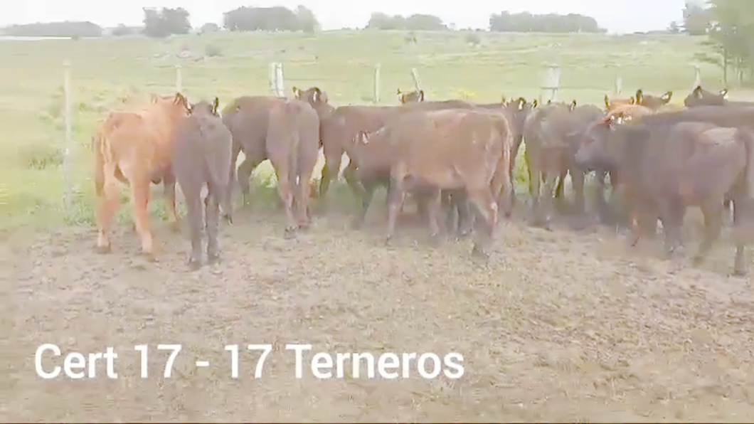 Lote TERNEROS