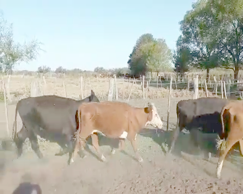 Lote 23 Vacas de invernar en Nogoyá, Entre Ríos