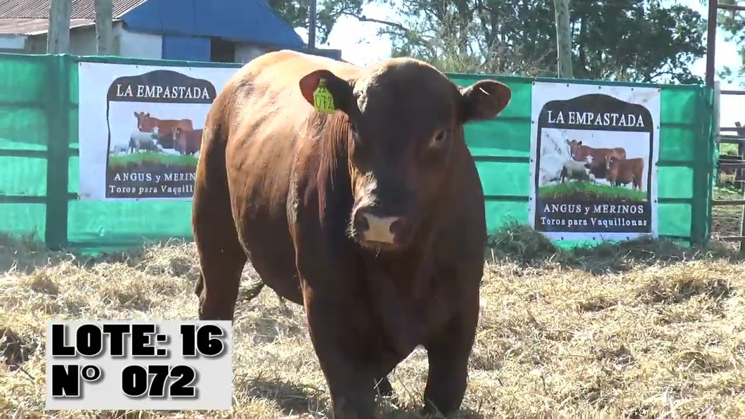 Lote 3 Toros a remate en Toros para Vaquillonas - La Empastada, Durazno