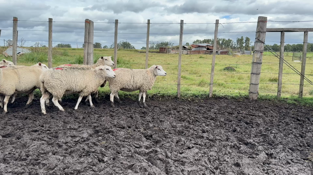 Lote OVEJAS