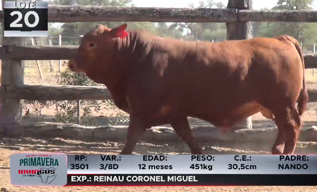 Lote LOTE 20
