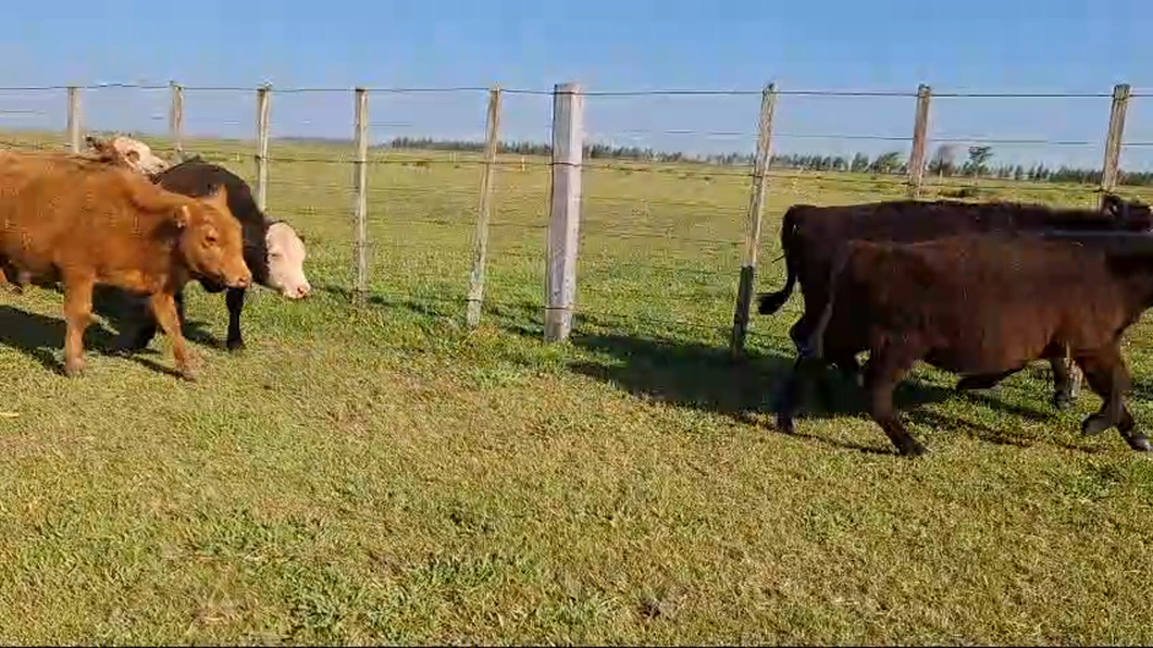 Lote 11 Terneras ANGUS Y CARETAS a remate en 26° Remate Anual 168kg -  en BALTASAR BRUM