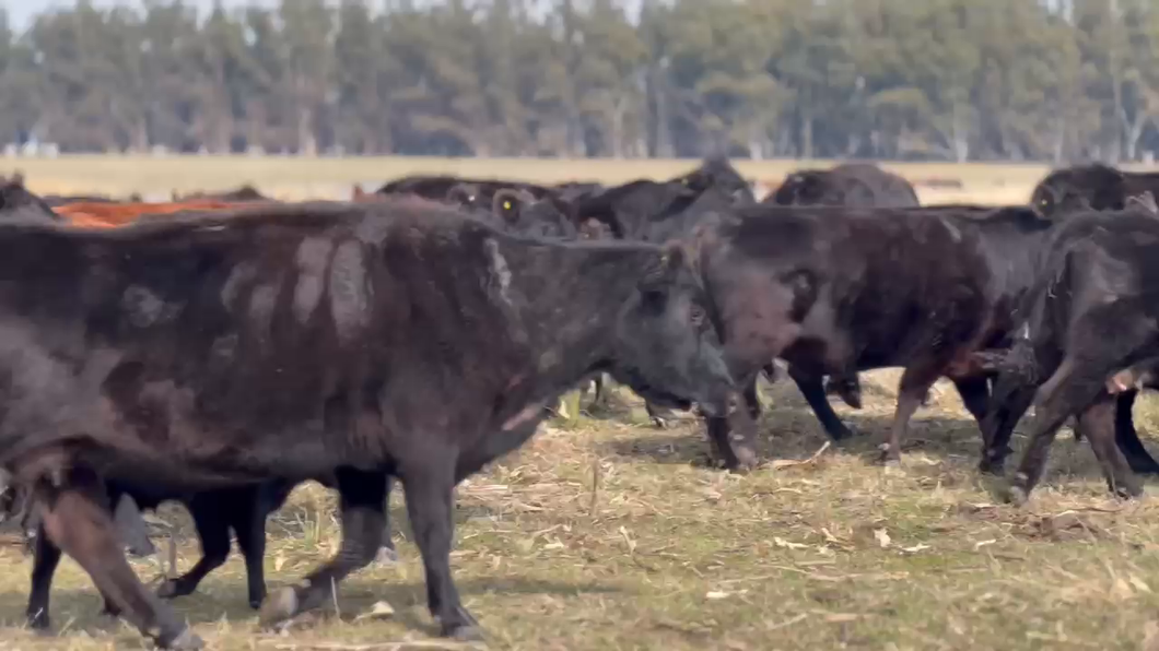 Lote 50 Vacas Usada C/ cria en J.N. Fernández , Buenos Aires