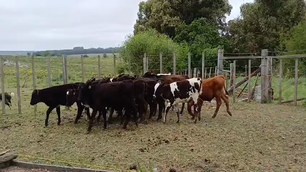 Lote 15 Terneros y Terneras 1KW - 7 AA/ HO - 1 RA/ HO - 6 HO a remate en #50 Pantalla Carmelo 110kg -  en EL SAUCE