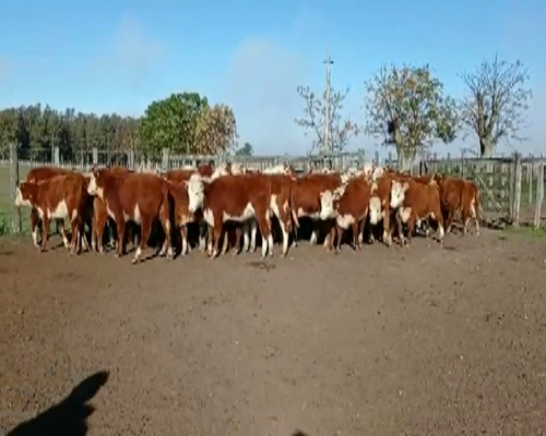 Lote 54 Terneras HEREFORD.... a remate en EXPO NACIONAL HEREFORD 157kg - , Río Negro