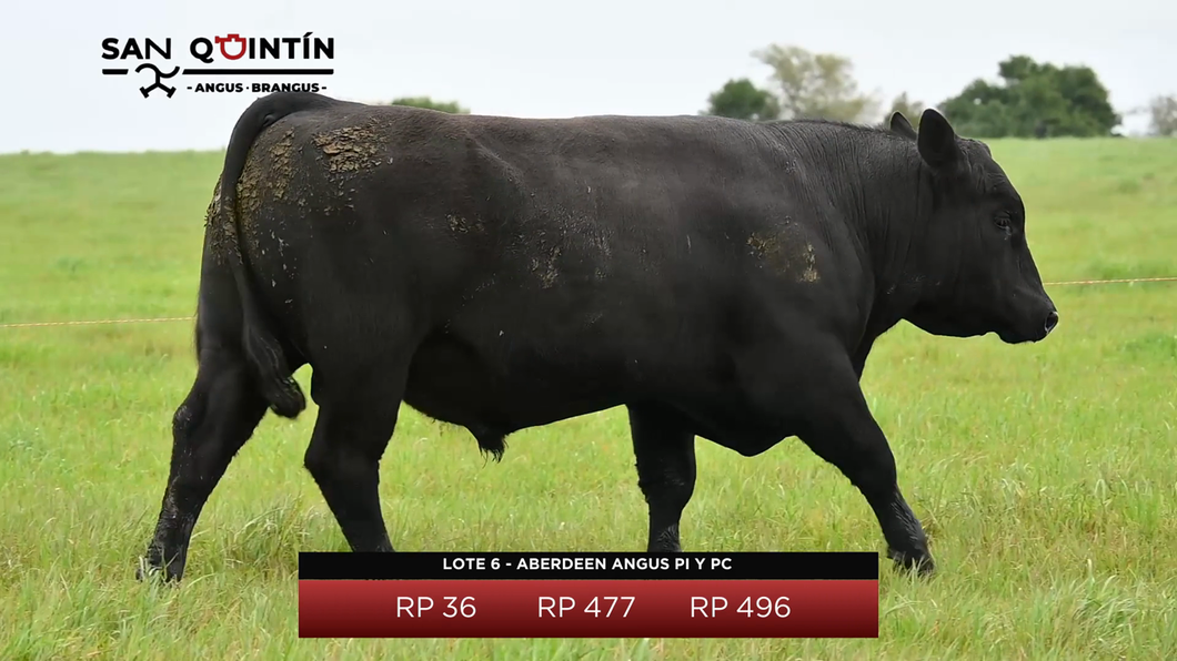 Lote Aberdeen Angus PI y PC