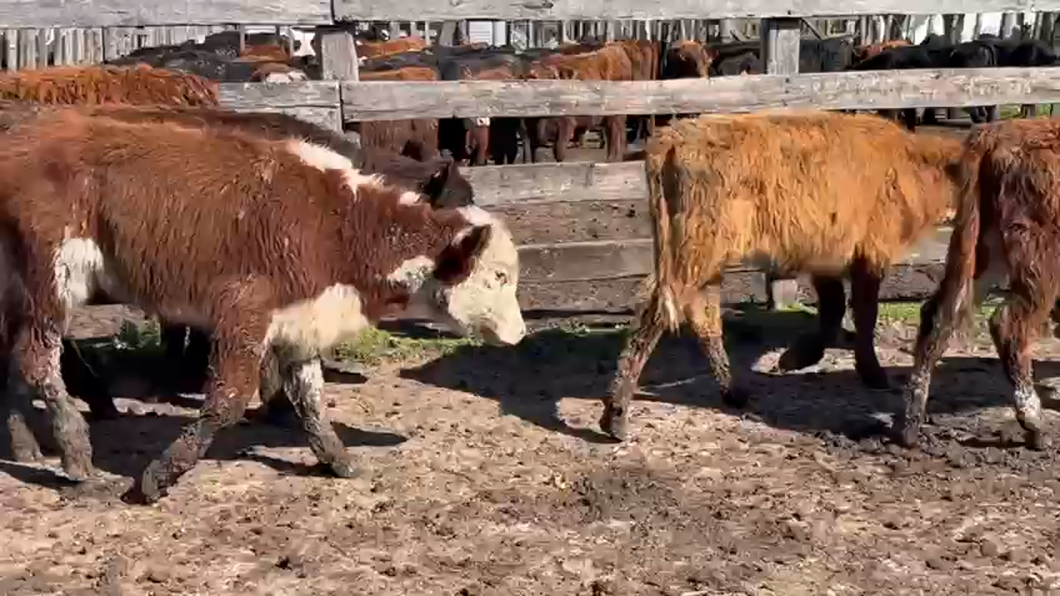 Lote 7 Terneras Hereford a remate en Pantalla Aniversario - Escritorio Camy en Santa Lucia a 14km