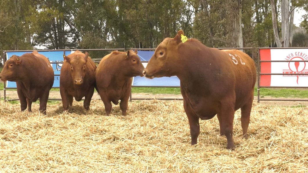 Lote TOROS ANGUS COLORADOS PC