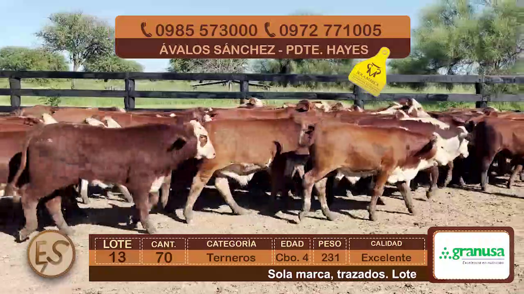 Lote (Vendido)70 Terneros Cbo 4 a remate en Feria Elite de Terneros Cbo 4 - DEL DUERO SA 231kg - , Presidente Hayes