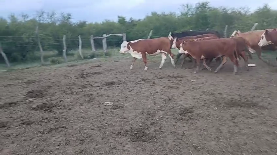 Lote 10 Terneros/as en Corrientes, Curuzu Cuatia