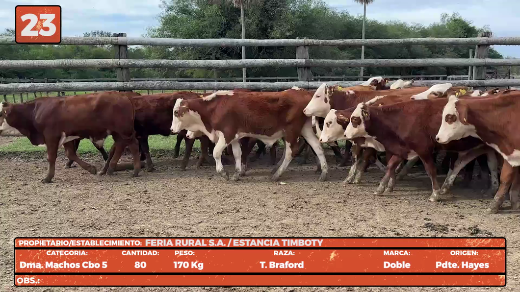 Lote LOTE 23
