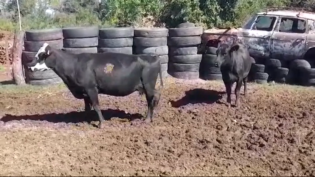 Lote 2 Vacas preñadas a remate en #44 Pantalla Carmelo en COLONIA ESTRELLA