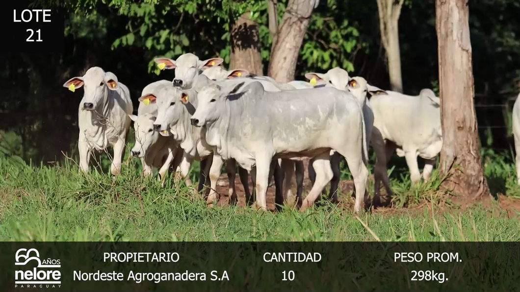 Lote LOTE 21