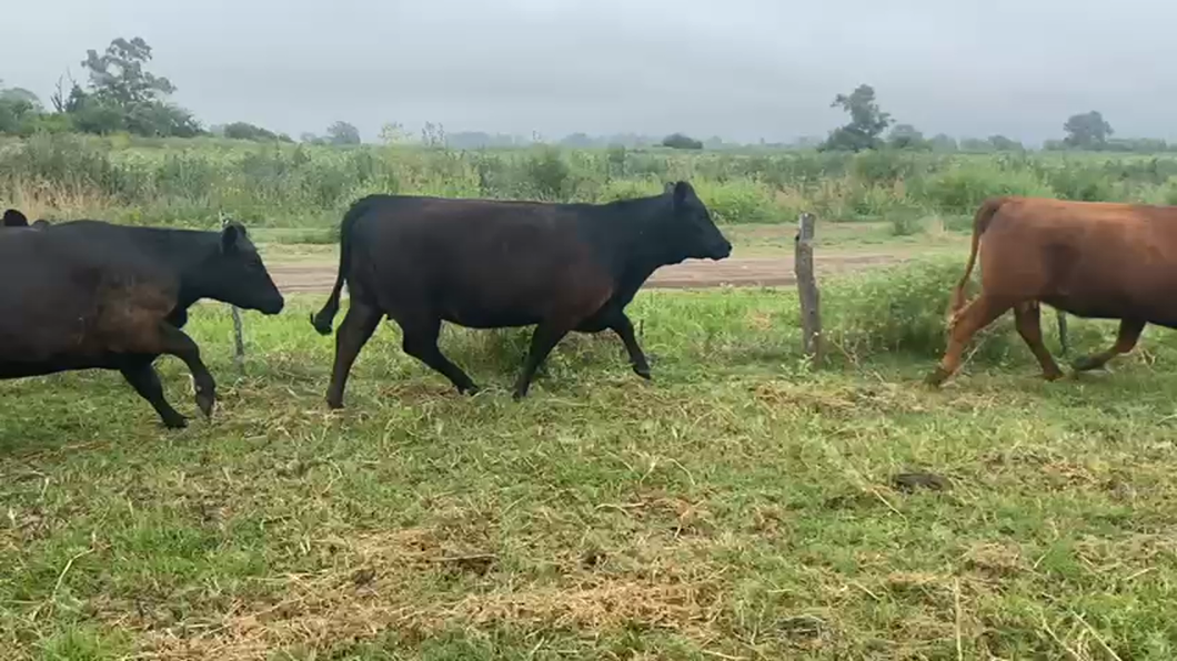 Lote 24 Vaquillonas preñadas