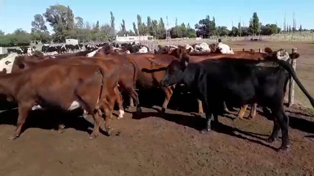 Lote 48 Vacas CUT preñadas en Mayor Buratovich, Buenos Aires