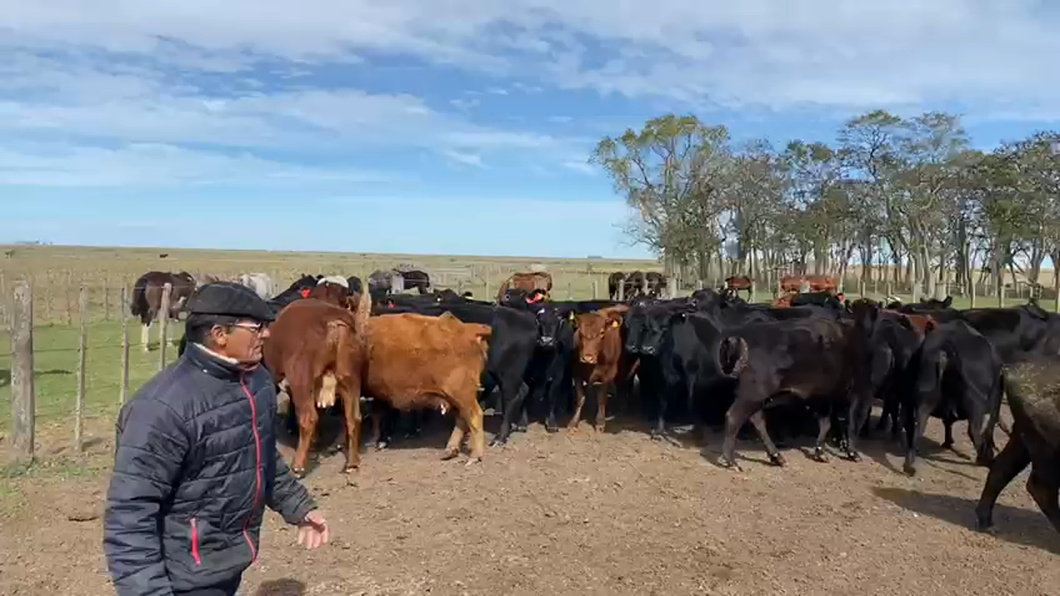 Lote 32 Vacas CUT preñadas en Buenos Aires, Castelli