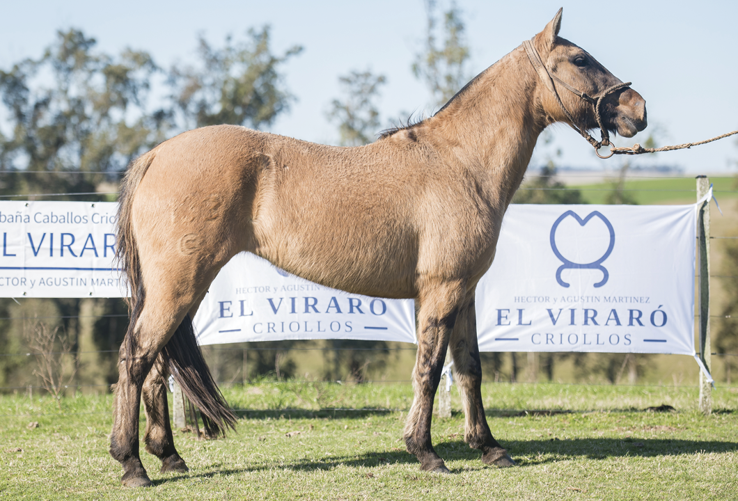 Lote MELODIA GILOCA