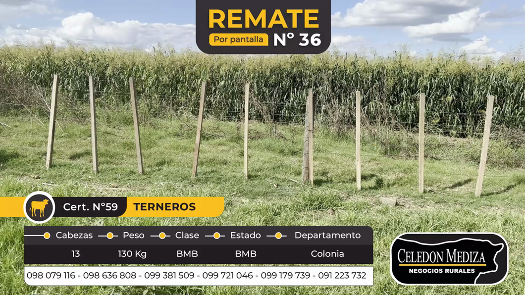 Lote 13 Terneros en Otra Localidad, Colonia