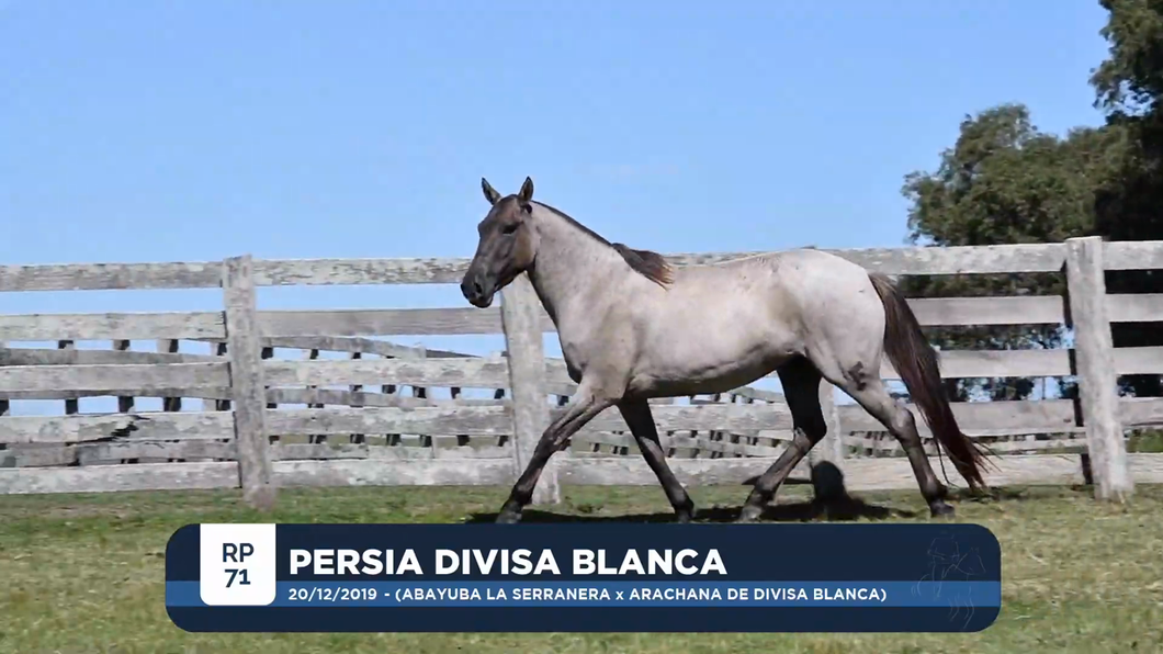 Lote PERSIA DIVISA BLANCA