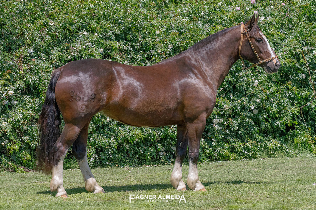 Lote PORA HORQUESTA