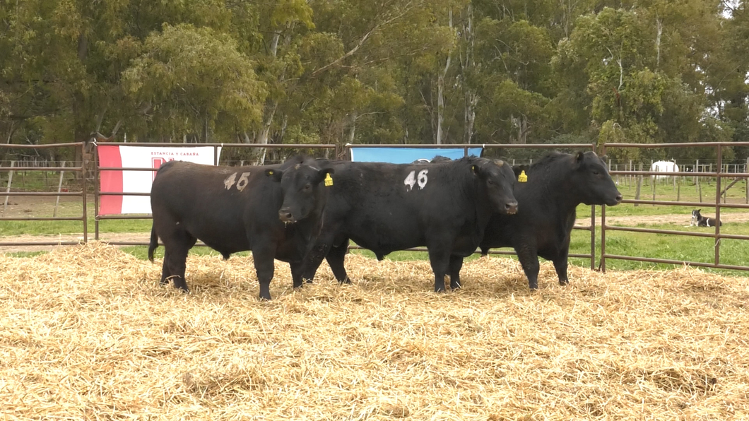 Lote TOROS ANGUS NEGROS PC