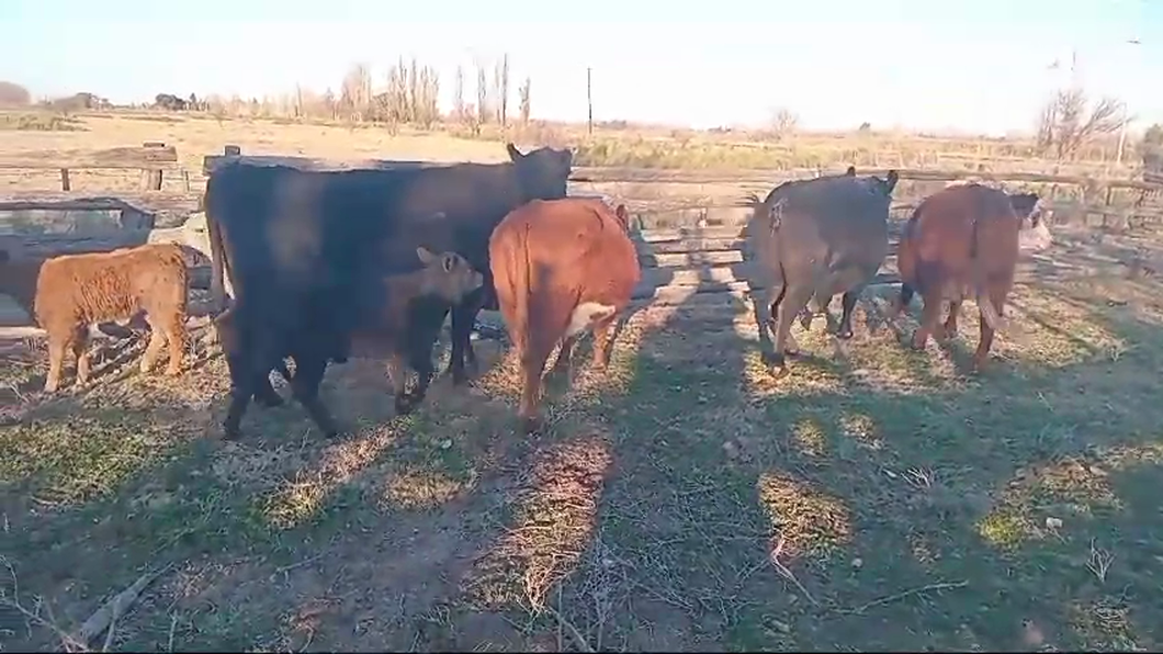 Lote 35 Vacas medio uso C/ gtia de preñez