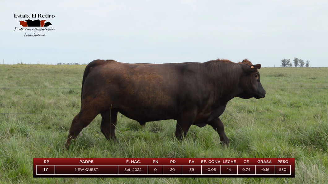 Lote Toros a remate en El Retiro, Artigas