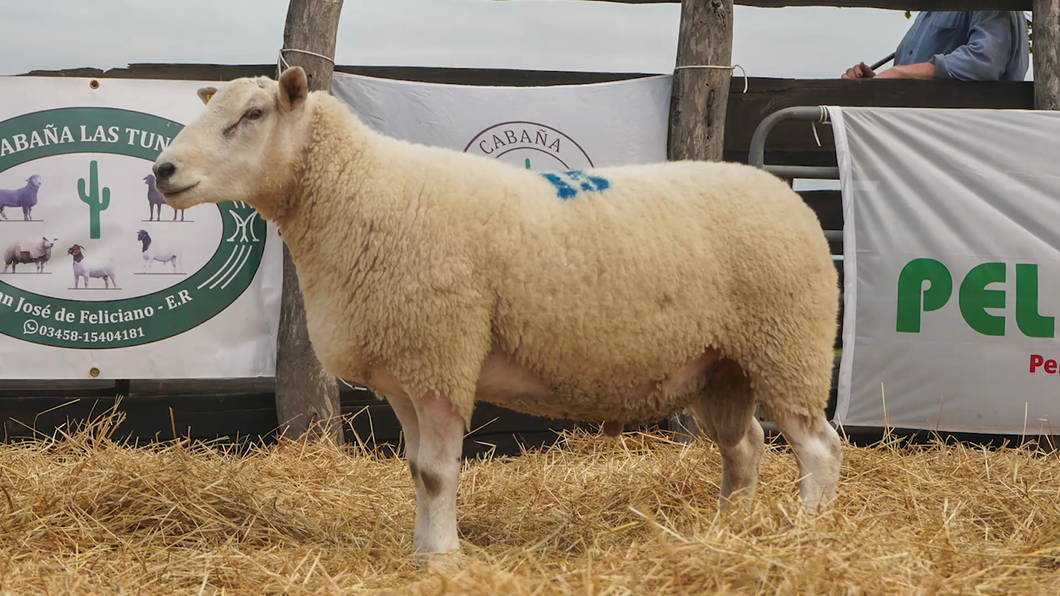 Lote TEXEL MACHO