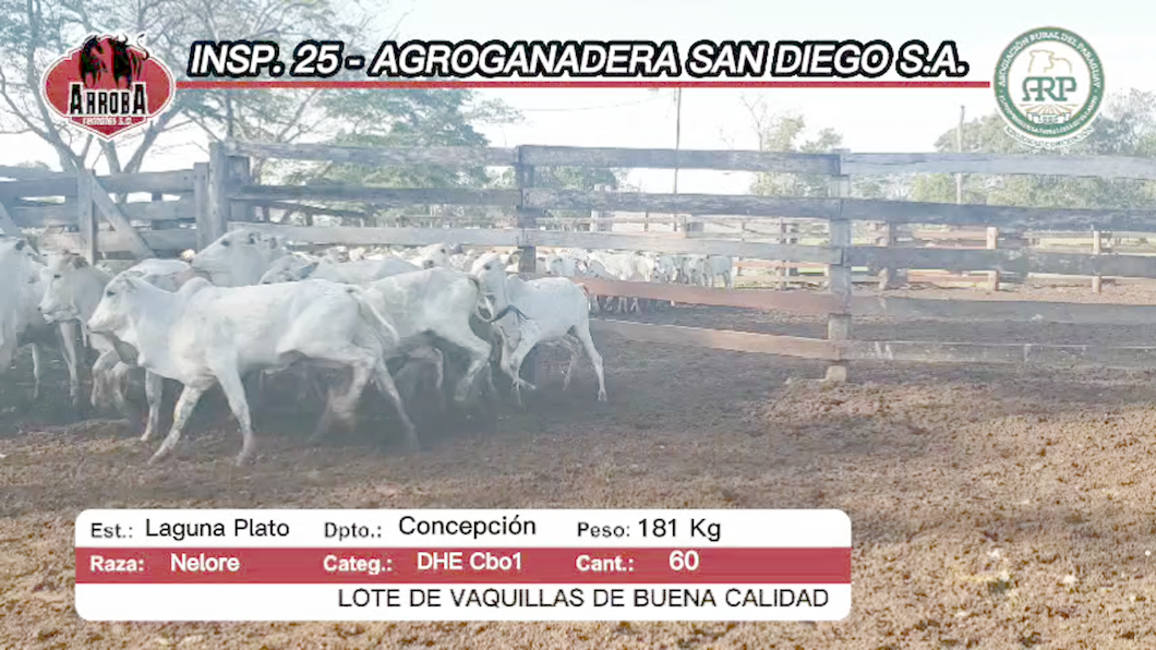 Lote 60 Desmamantes hembras nelore a remate en Feria Aniversario Concepción - Arroba Remates S.A 181kg -  en laguna plato