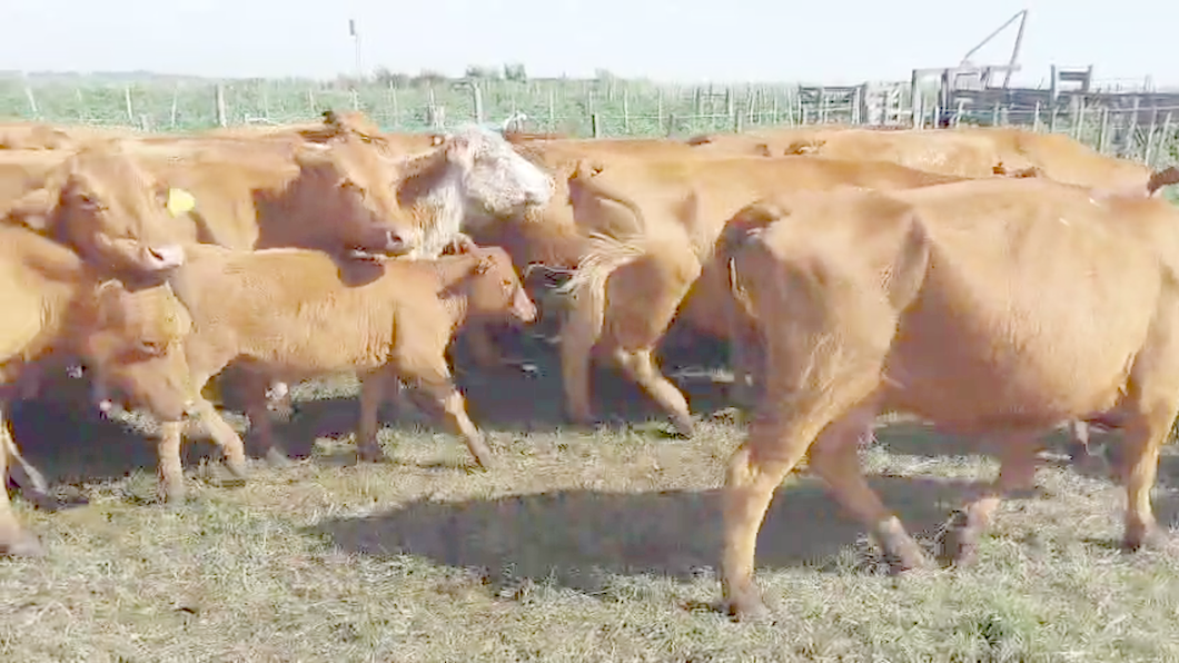 Lote 50 Vacas CUT C/Cría en Daireaux