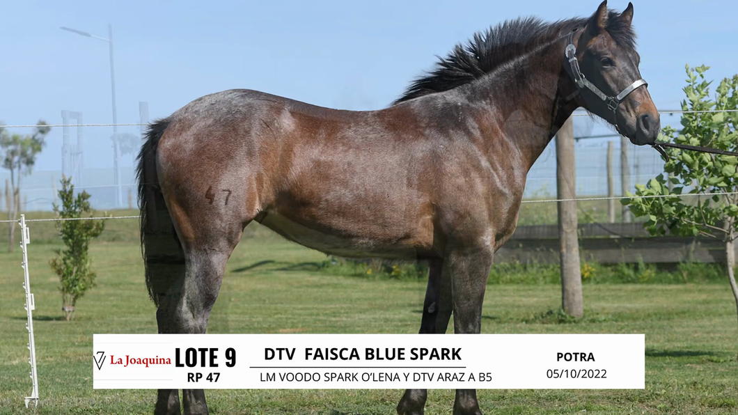 Lote DTV FAISCA BLUE SPARK