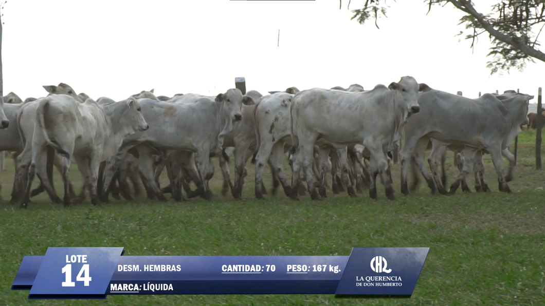 Lote Lote 14