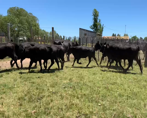 Lote 13 Vacas preñadas y paridas en Tupambaé, Cerro Largo