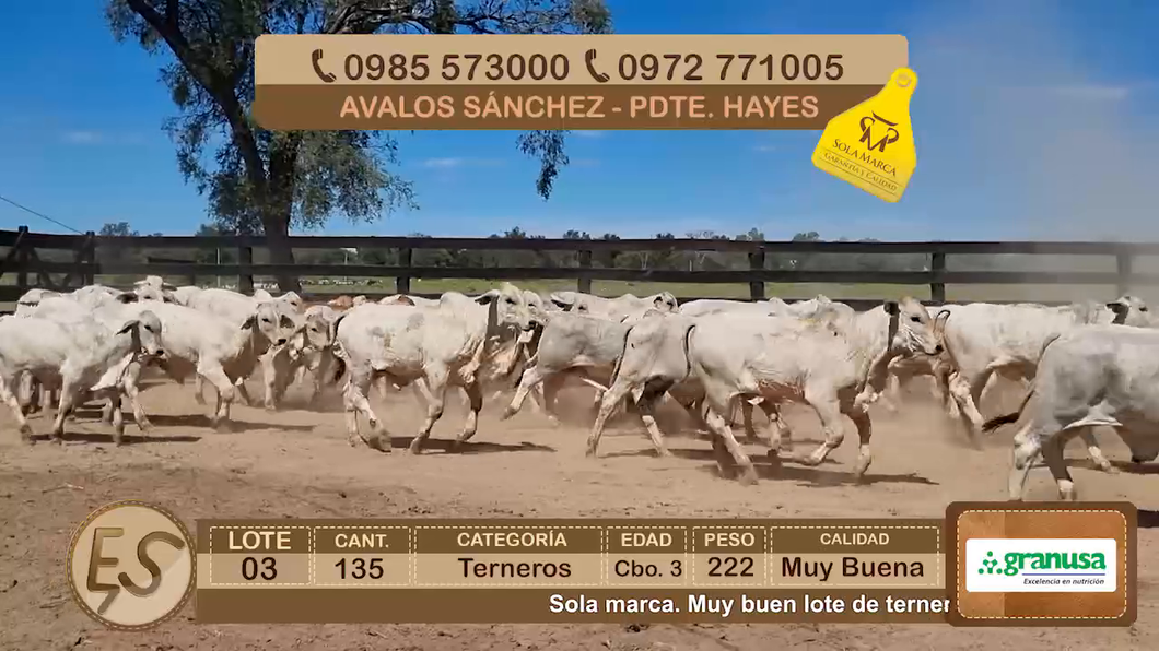 Lote Lote 3