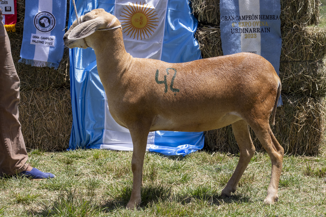 Lote SANTA INES P.P.C.