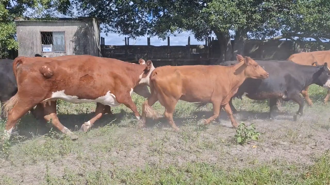 Lote 300 Piezas de cría en Treinta y Tres