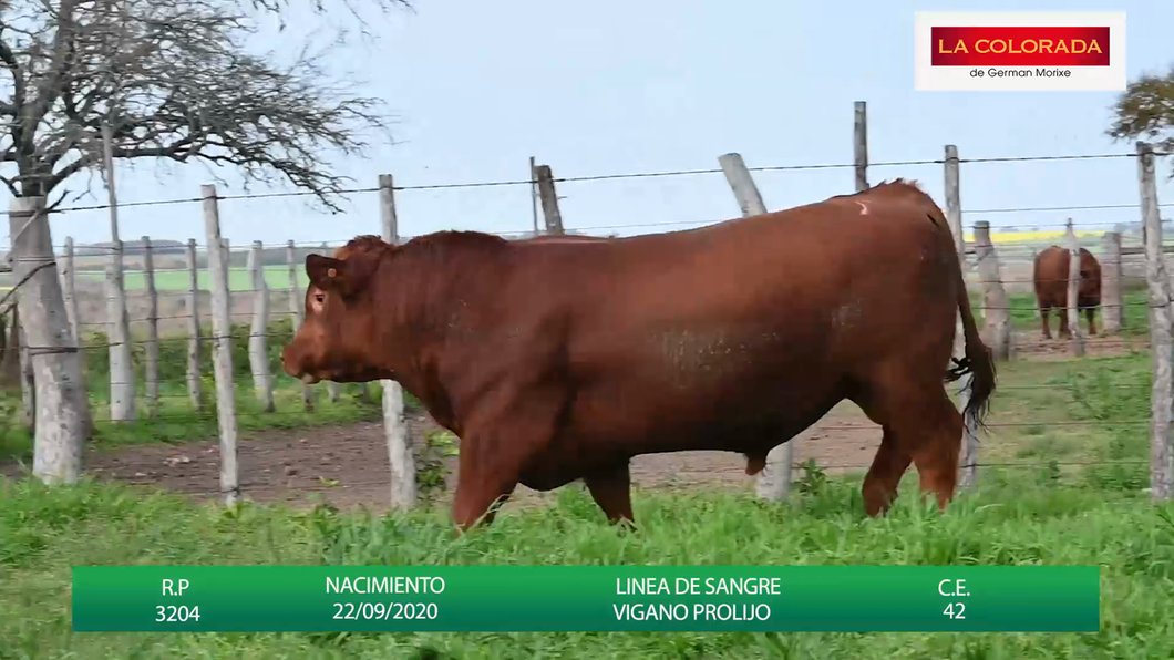 Lote TOROS ANGUS CAMPERO COLORADOS " LA COLORADA"