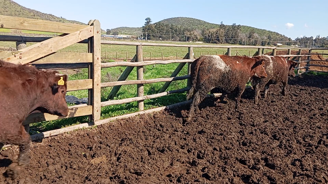 Lote 40 Novillo Gordo