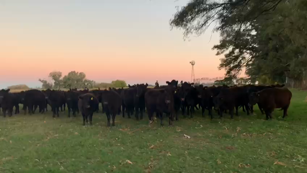 Lote 66 Vacas nuevas C/ gtia de preñez en Navarro, Buenos Aires