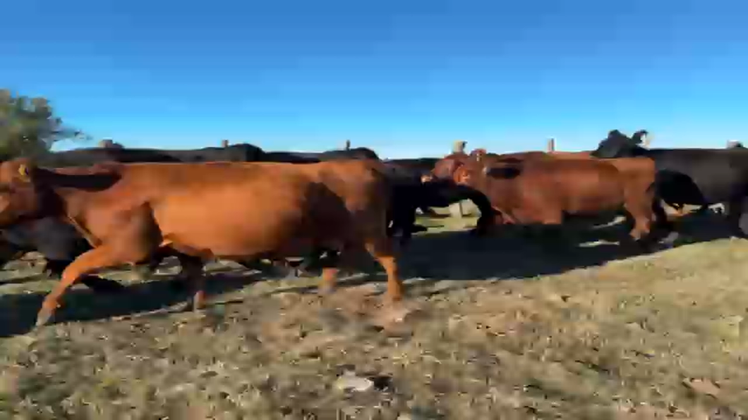 Lote 60 Vaquillonas C/ gtia de preñez en La Pampa, Toay